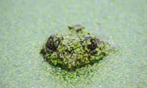 how can gerenaldoposis disease kill you