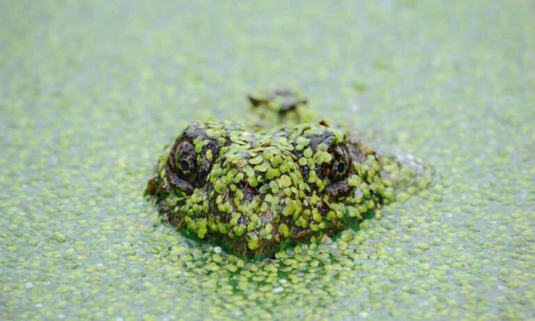 how can gerenaldoposis disease kill you