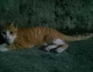 what are the zydaisis disease condition