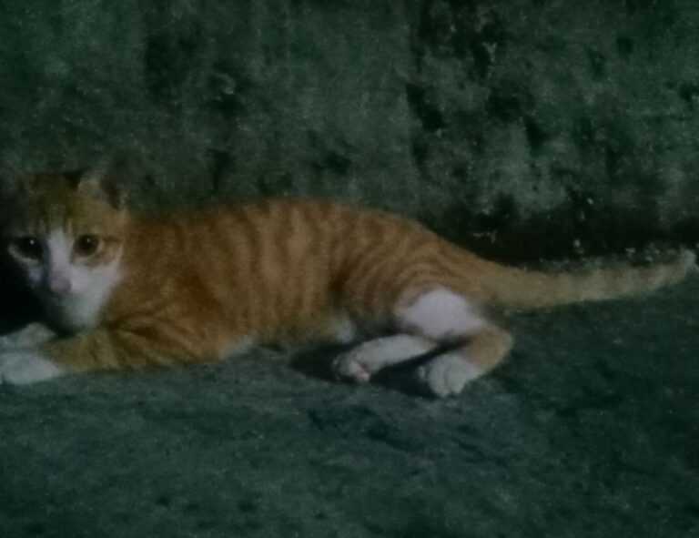 what are the zydaisis disease condition